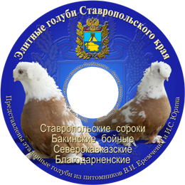Элитные голуби Ставрополья